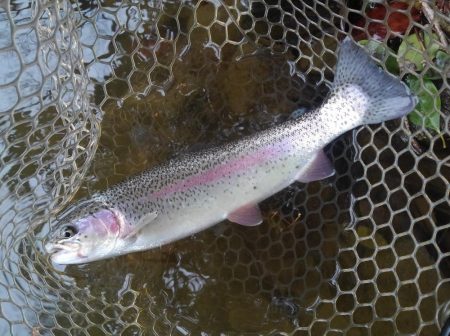 大安トラウトレイク 釣果